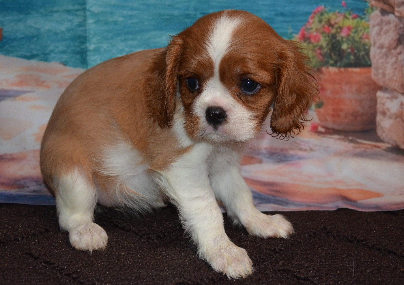 de la Vallée d'Alina - Chiots disponibles - Cavalier King Charles Spaniel