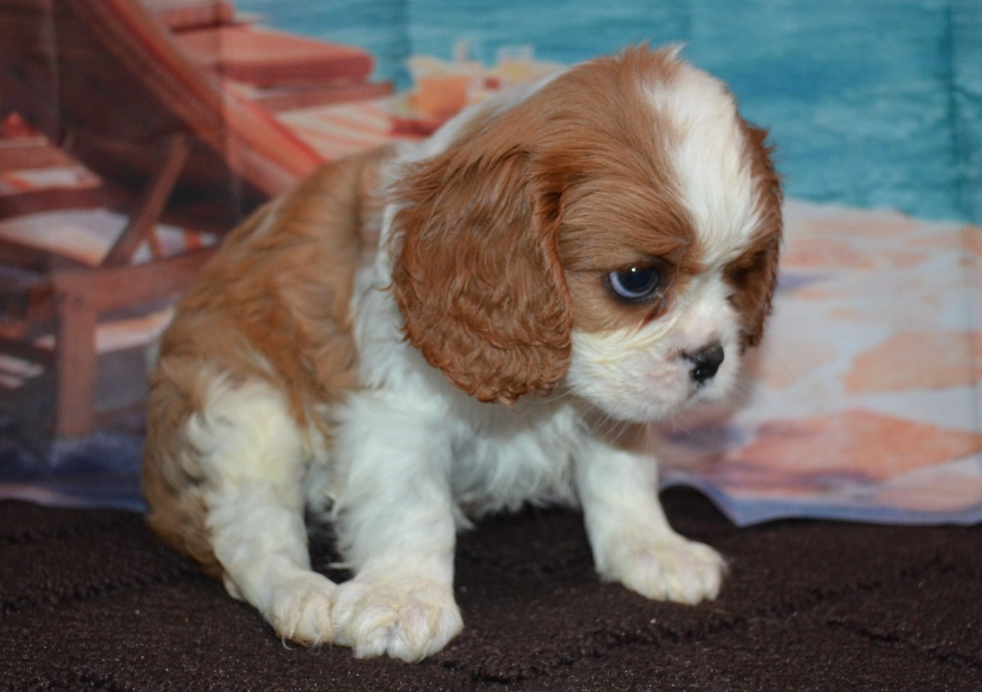 de la Vallée d'Alina - Chiots disponibles - Cavalier King Charles Spaniel