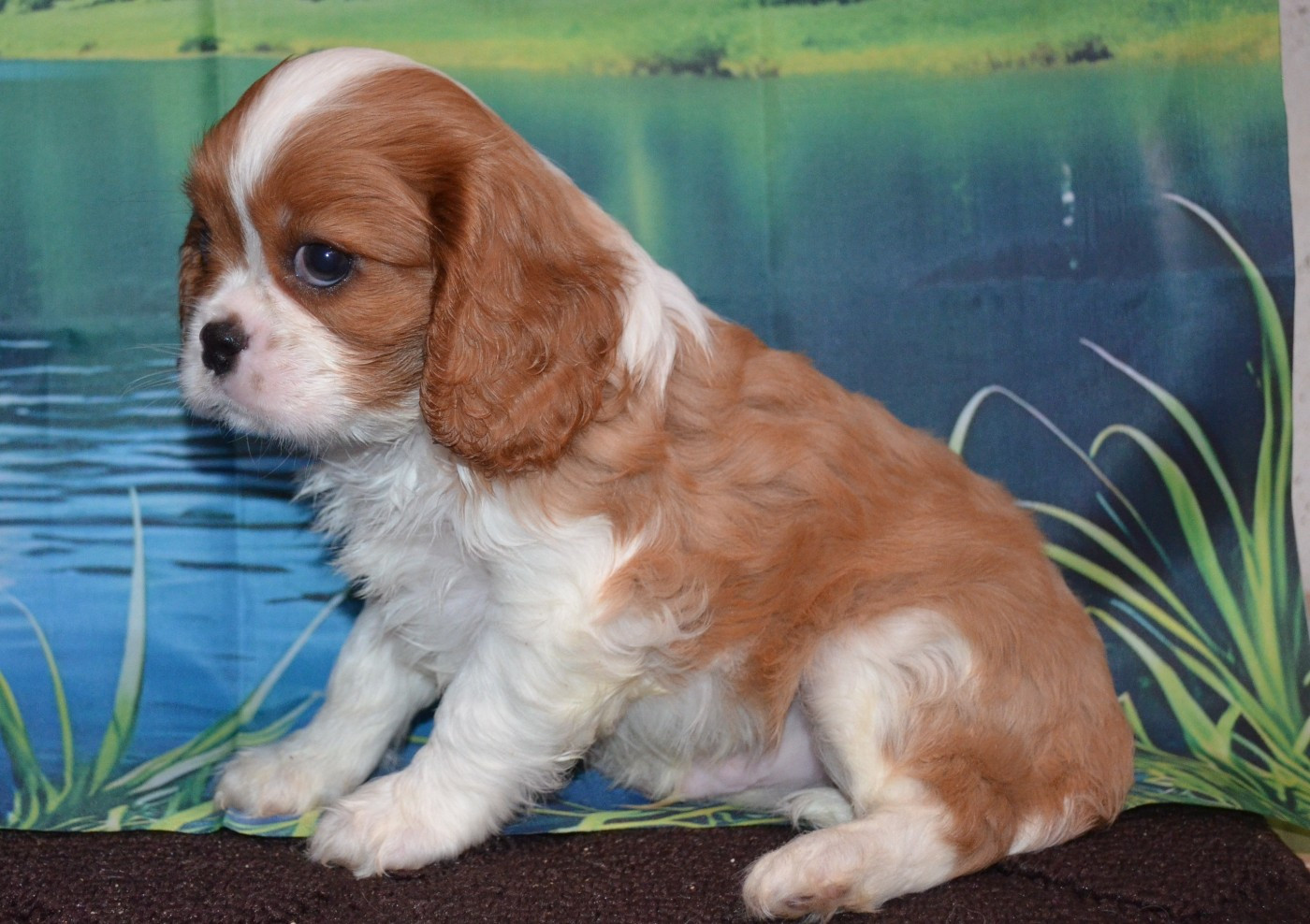 de la Vallée d'Alina - Chiots disponibles - Cavalier King Charles Spaniel