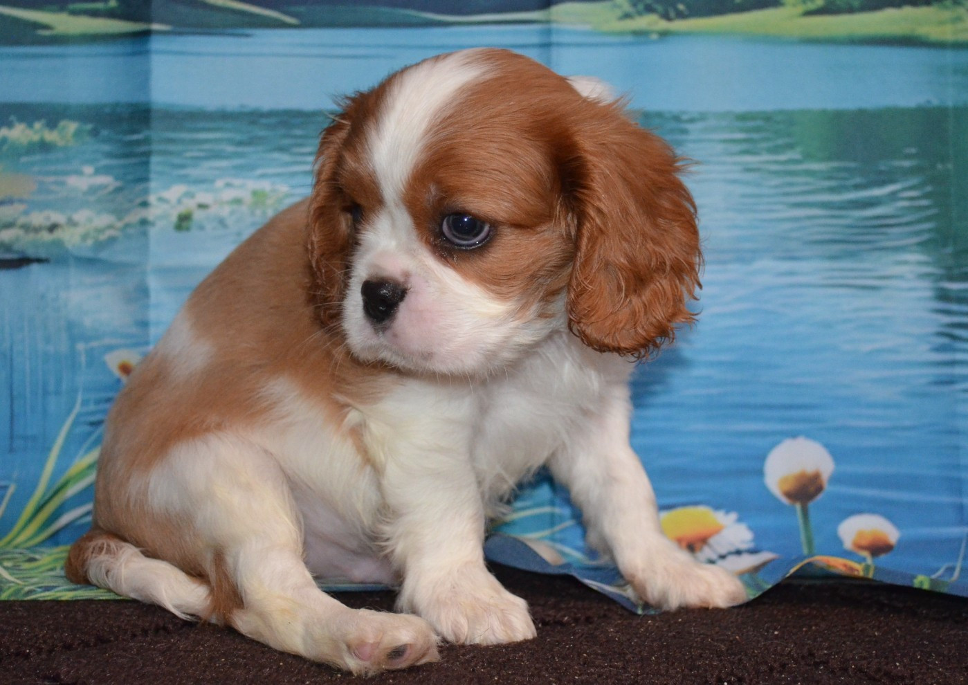 de la Vallée d'Alina - Chiots disponibles - Cavalier King Charles Spaniel