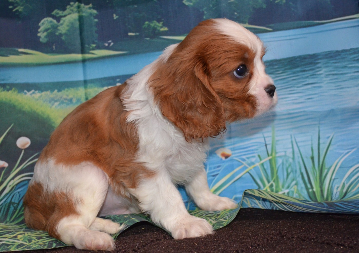 de la Vallée d'Alina - Chiots disponibles - Cavalier King Charles Spaniel