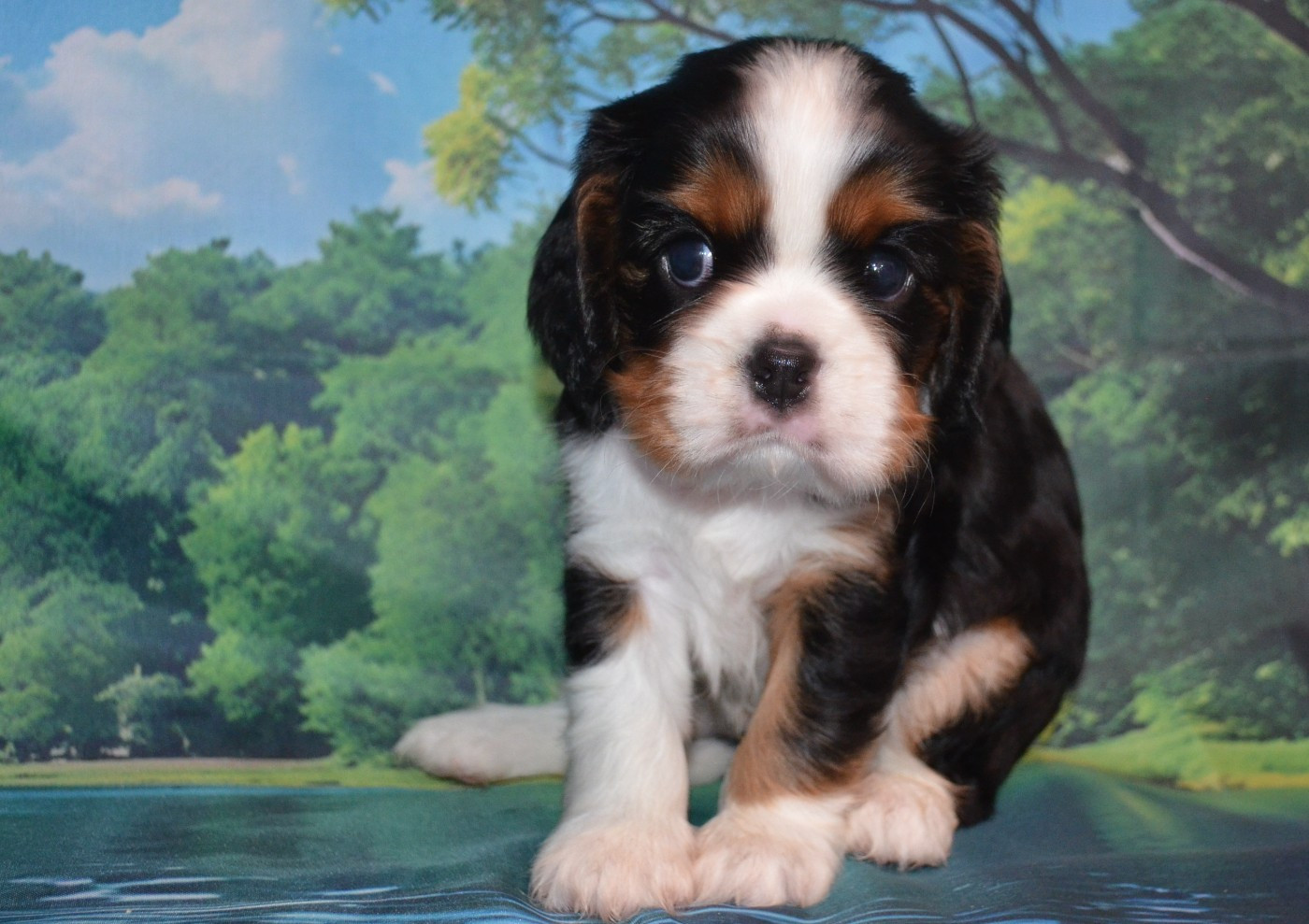 de la Vallée d'Alina - Chiots disponibles - Cavalier King Charles Spaniel