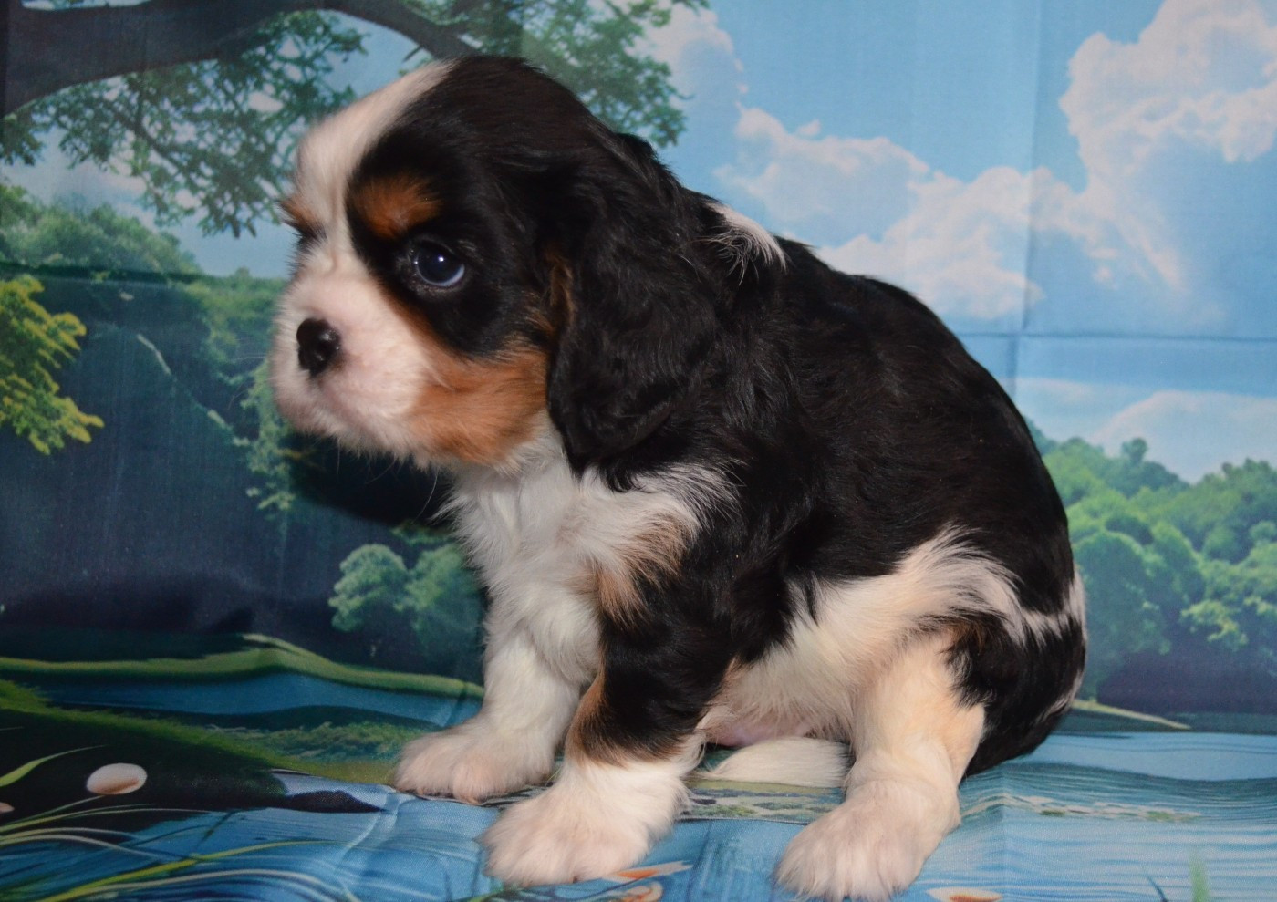 de la Vallée d'Alina - Chiots disponibles - Cavalier King Charles Spaniel