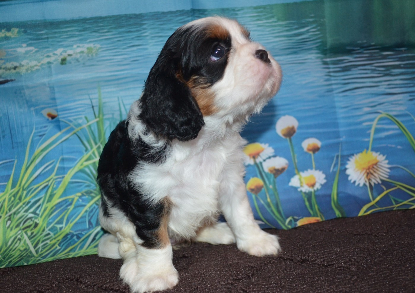 de la Vallée d'Alina - Chiots disponibles - Cavalier King Charles Spaniel