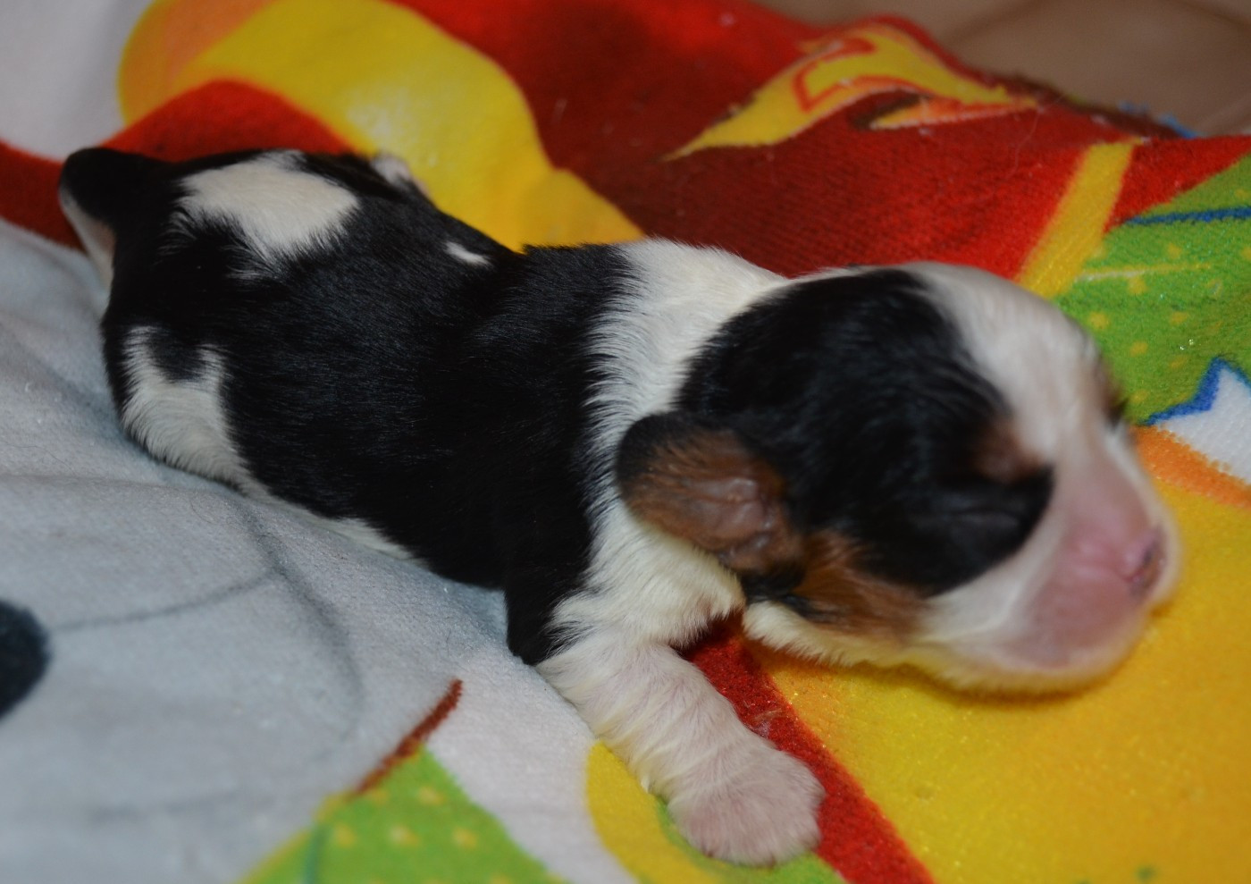 de la Vallée d'Alina - Chiots disponibles - Cavalier King Charles Spaniel