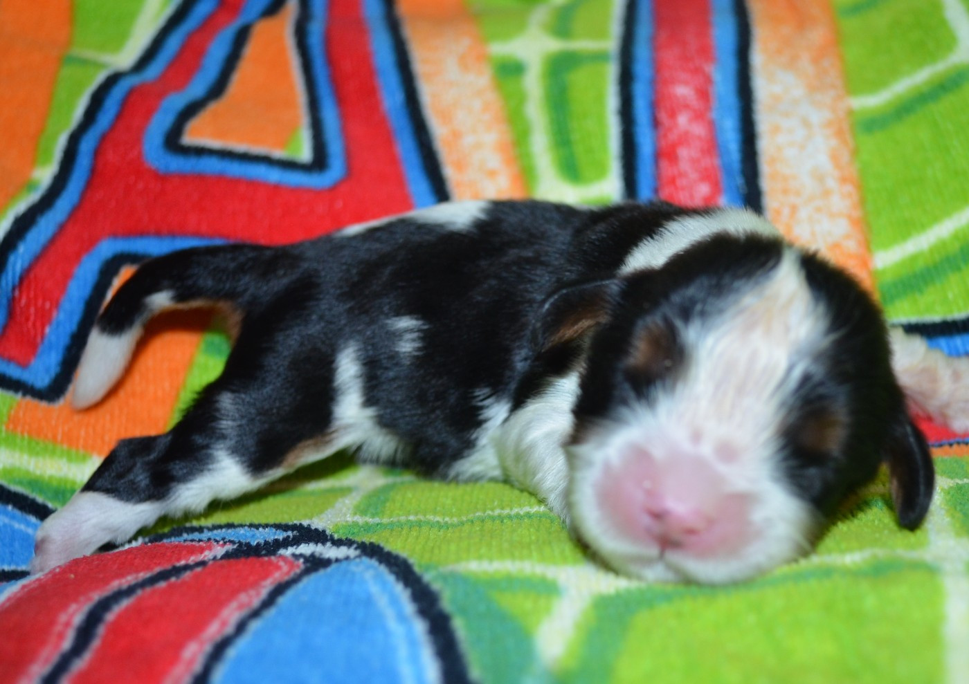 de la Vallée d'Alina - Chiots disponibles - Cavalier King Charles Spaniel
