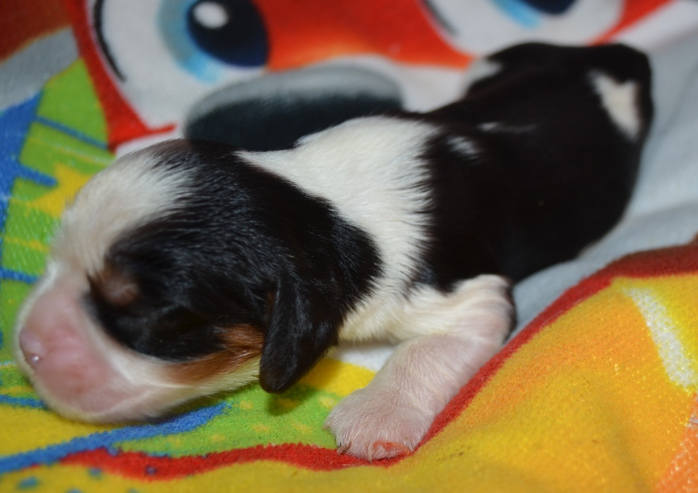 de la Vallée d'Alina - Chiots disponibles - Cavalier King Charles Spaniel
