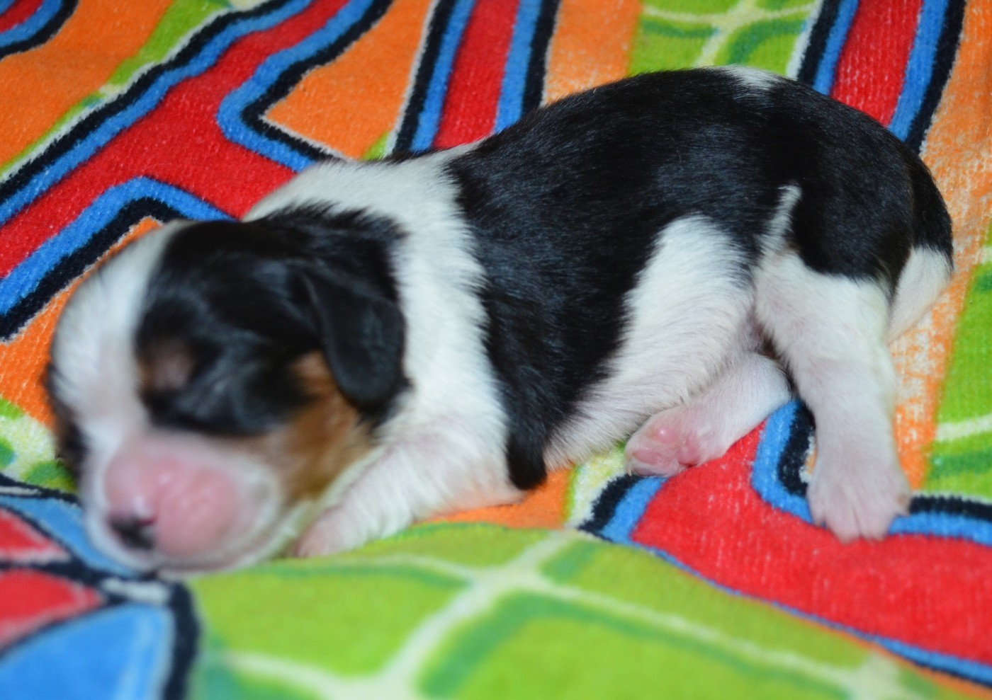 de la Vallée d'Alina - Chiots disponibles - Cavalier King Charles Spaniel