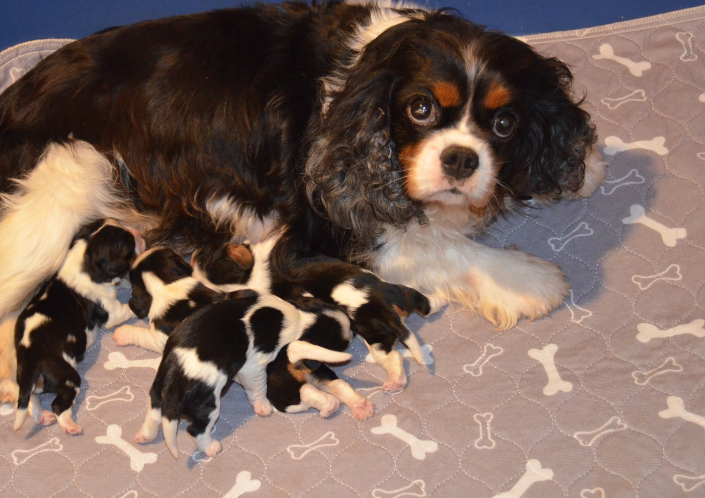 Chiot Cavalier King Charles Spaniel de la Vallée d'Alina