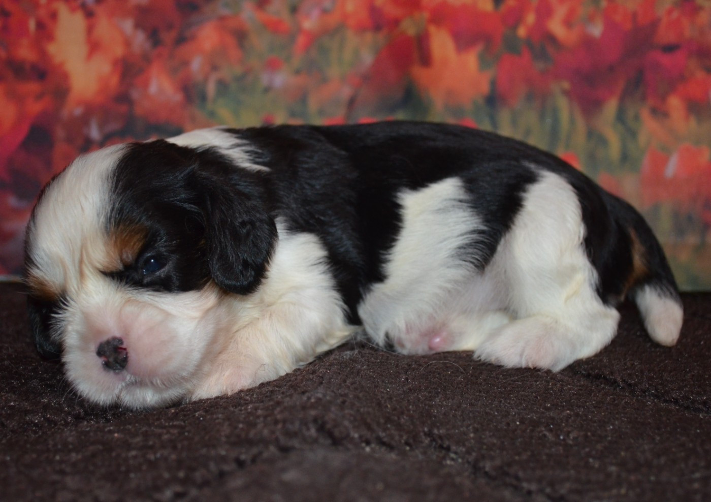 de la Vallée d'Alina - Chiots disponibles - Cavalier King Charles Spaniel