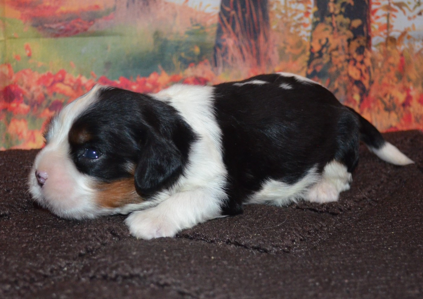 de la Vallée d'Alina - Chiots disponibles - Cavalier King Charles Spaniel