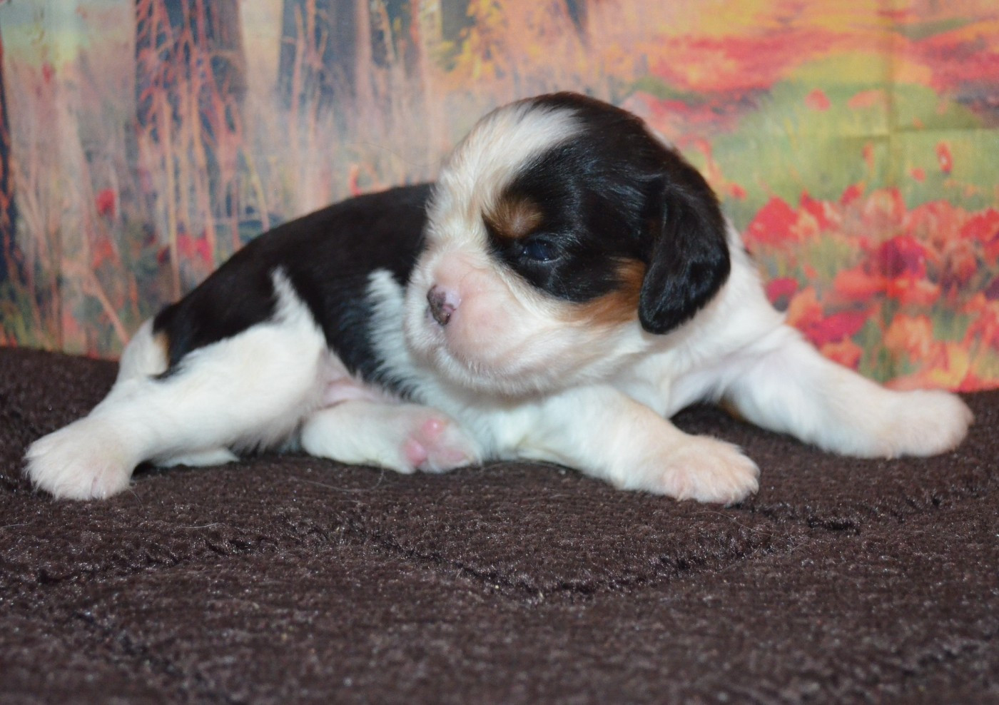 de la Vallée d'Alina - Chiots disponibles - Cavalier King Charles Spaniel