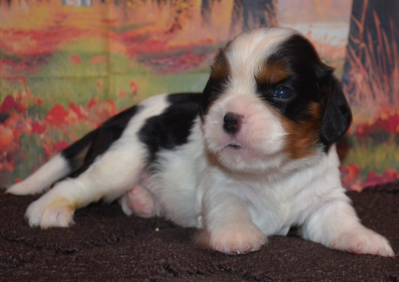 de la Vallée d'Alina - Chiots disponibles - Cavalier King Charles Spaniel