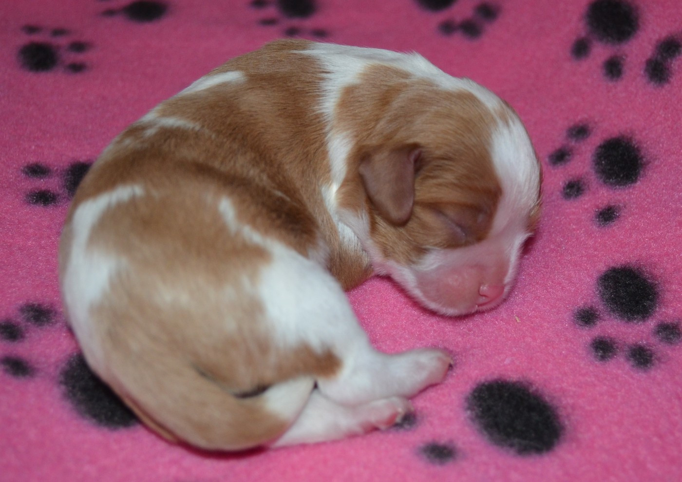 de la Vallée d'Alina - Chiots disponibles - Cavalier King Charles Spaniel