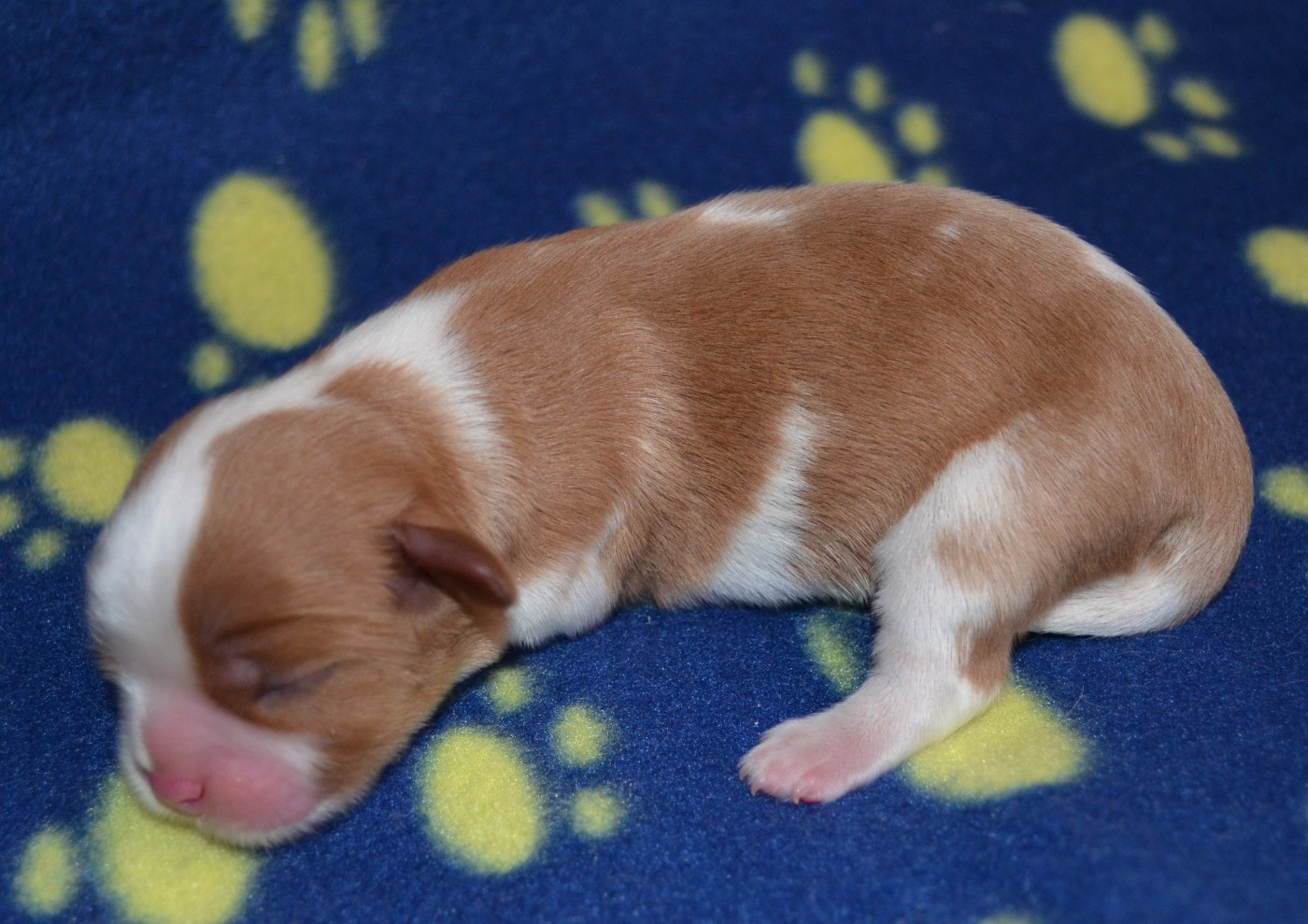 de la Vallée d'Alina - Chiots disponibles - Cavalier King Charles Spaniel
