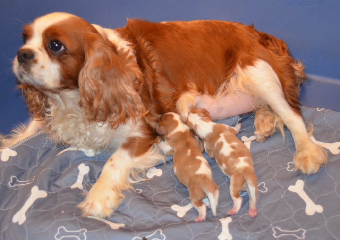 Chiot Cavalier King Charles Spaniel de la Vallée d'Alina