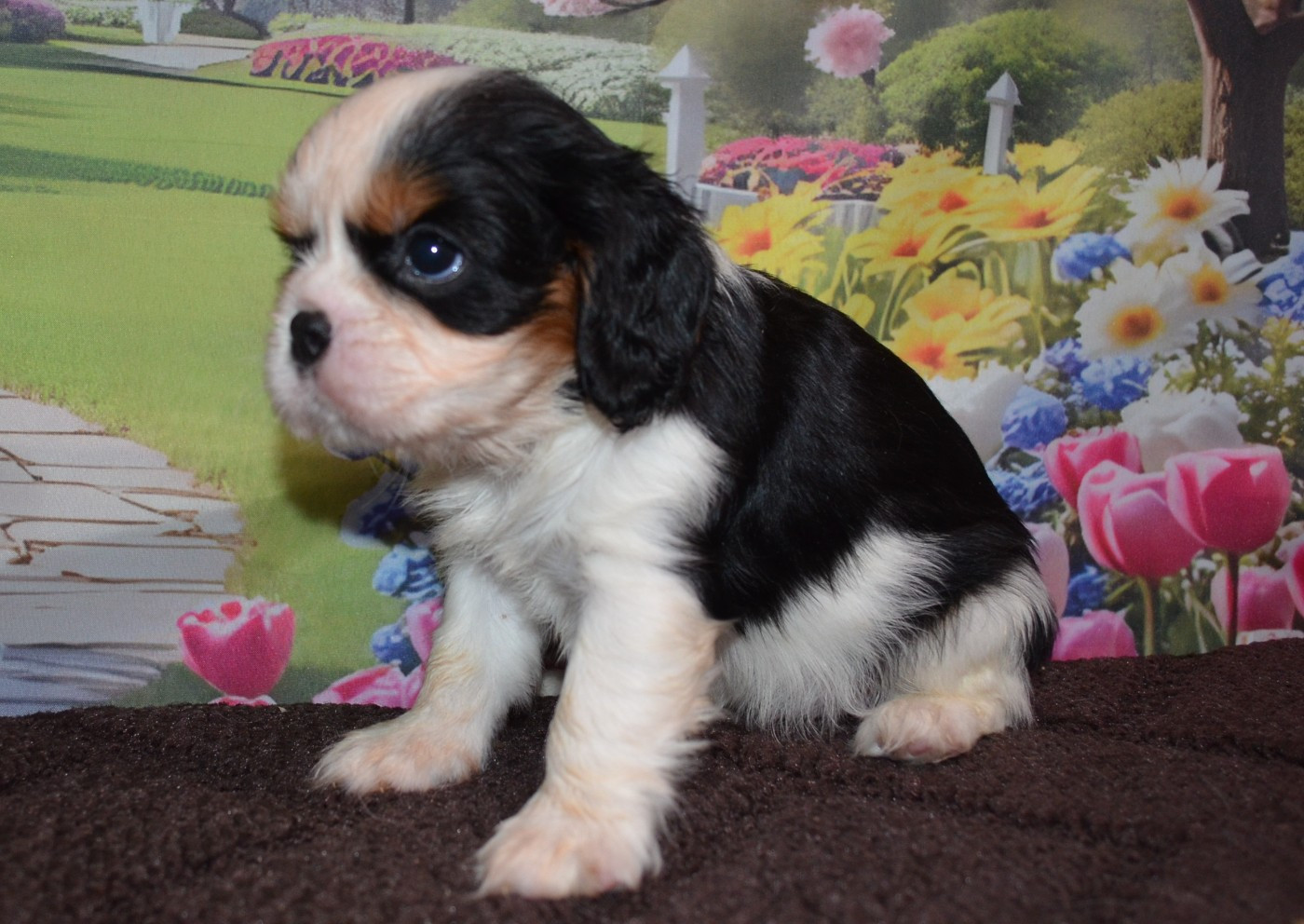 de la Vallée d'Alina - Chiots disponibles - Cavalier King Charles Spaniel