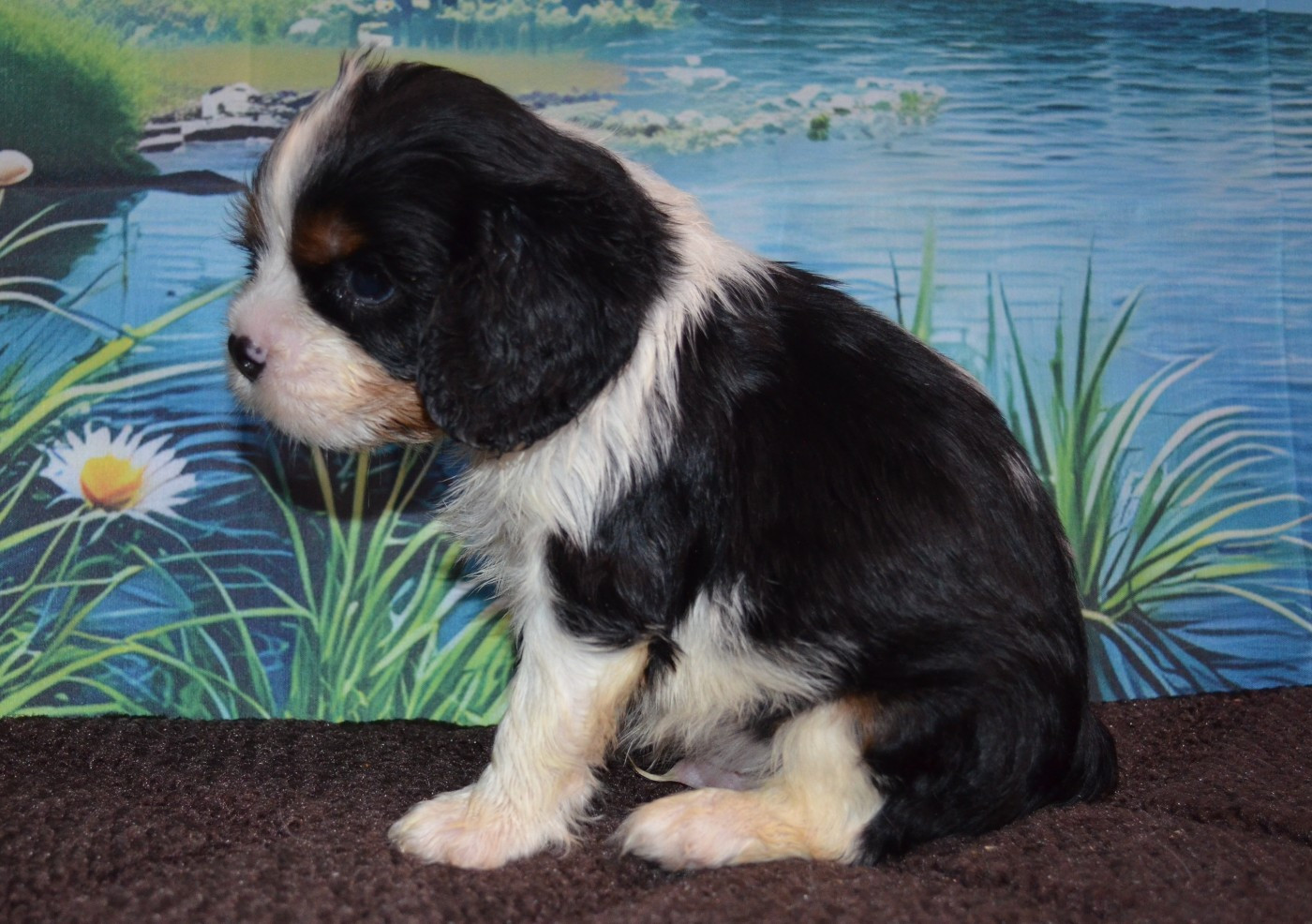 de la Vallée d'Alina - Chiots disponibles - Cavalier King Charles Spaniel