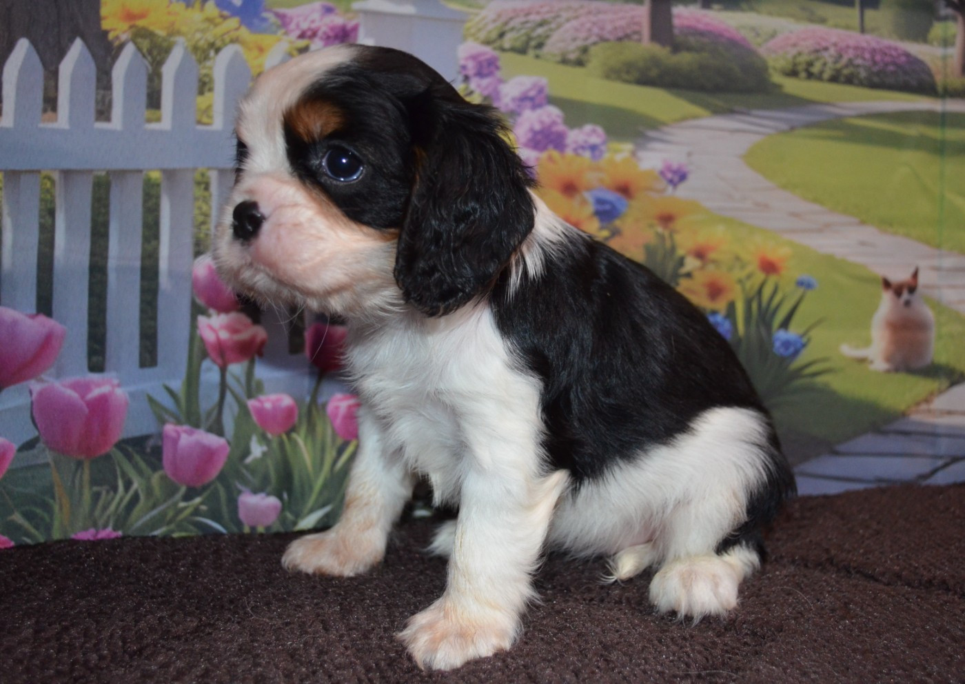 de la Vallée d'Alina - Chiots disponibles - Cavalier King Charles Spaniel