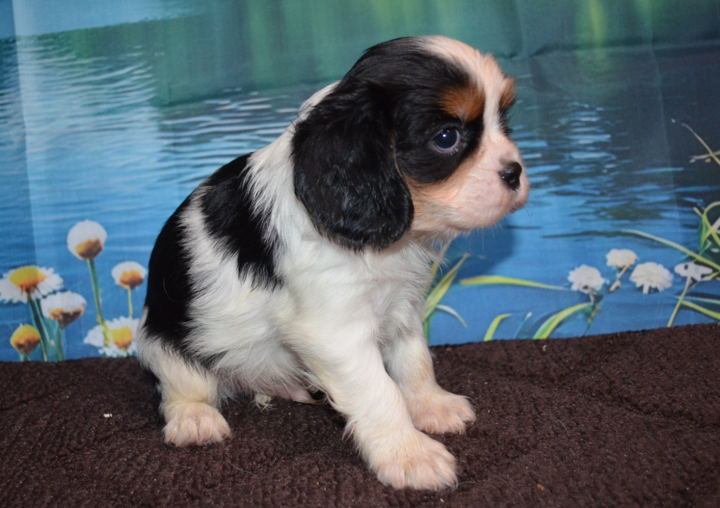 de la Vallée d'Alina - Chiots disponibles - Cavalier King Charles Spaniel