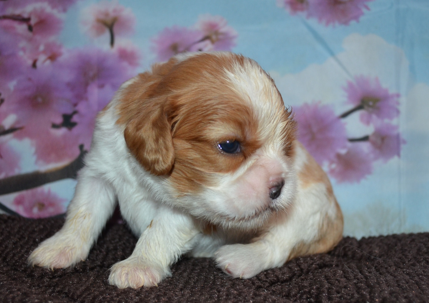 de la Vallée d'Alina - Chiots disponibles - Cavalier King Charles Spaniel