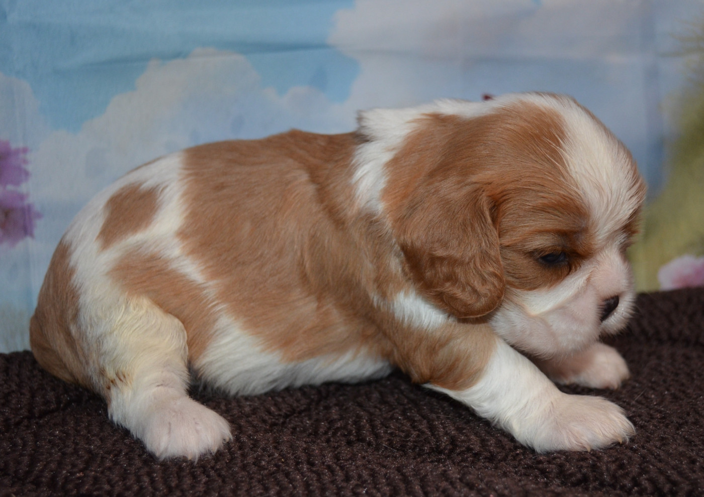 de la Vallée d'Alina - Chiots disponibles - Cavalier King Charles Spaniel