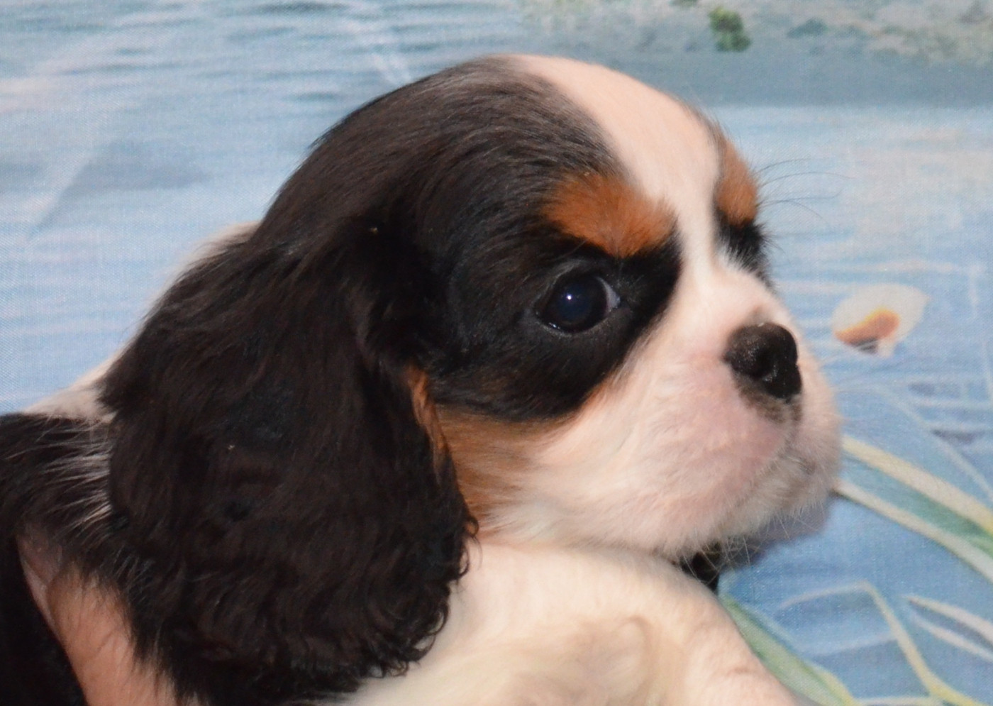 de la Vallée d'Alina - Chiots disponibles - Cavalier King Charles Spaniel