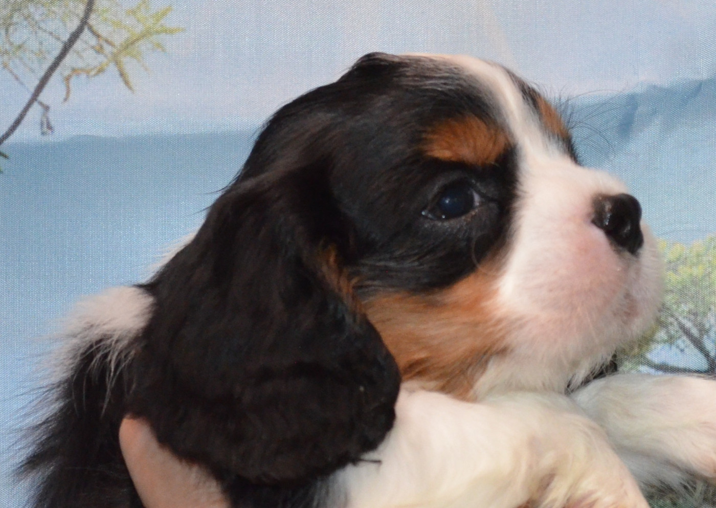 de la Vallée d'Alina - Chiots disponibles - Cavalier King Charles Spaniel