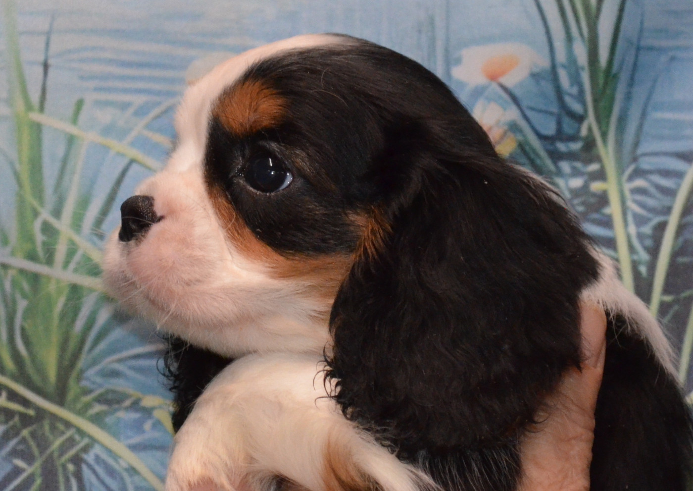 de la Vallée d'Alina - Chiots disponibles - Cavalier King Charles Spaniel