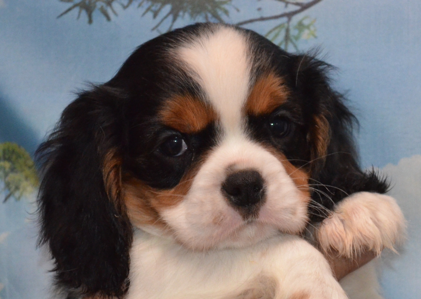 de la Vallée d'Alina - Chiots disponibles - Cavalier King Charles Spaniel