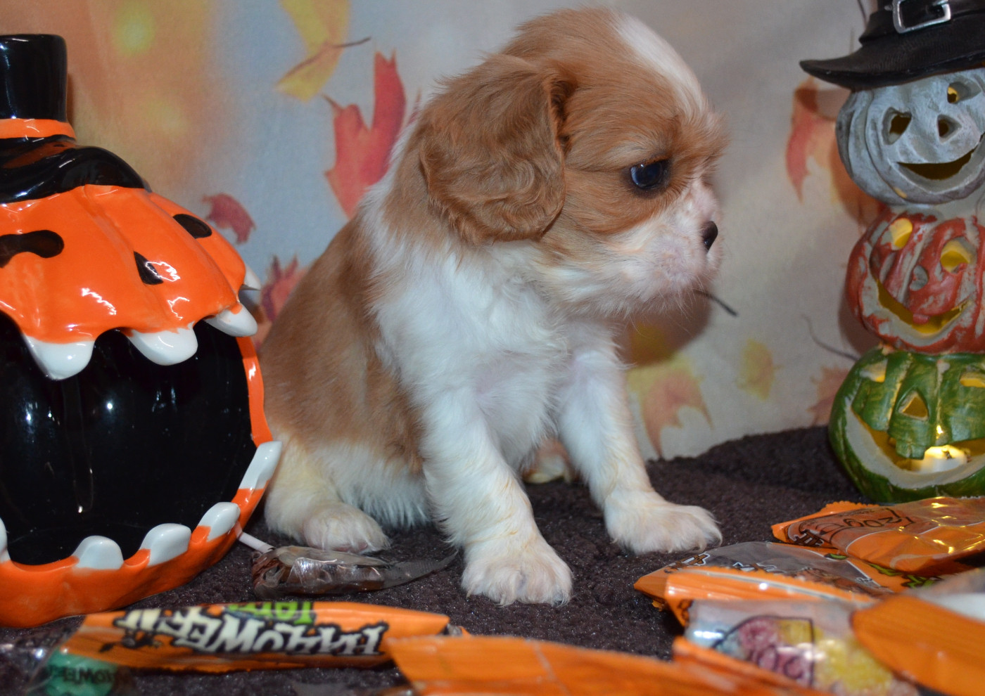 de la Vallée d'Alina - Chiots disponibles - Cavalier King Charles Spaniel