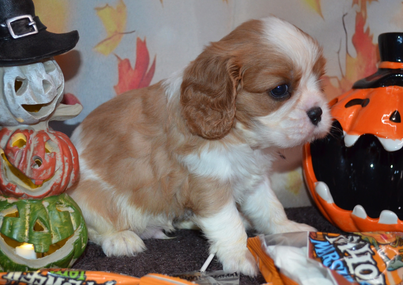 de la Vallée d'Alina - Chiots disponibles - Cavalier King Charles Spaniel