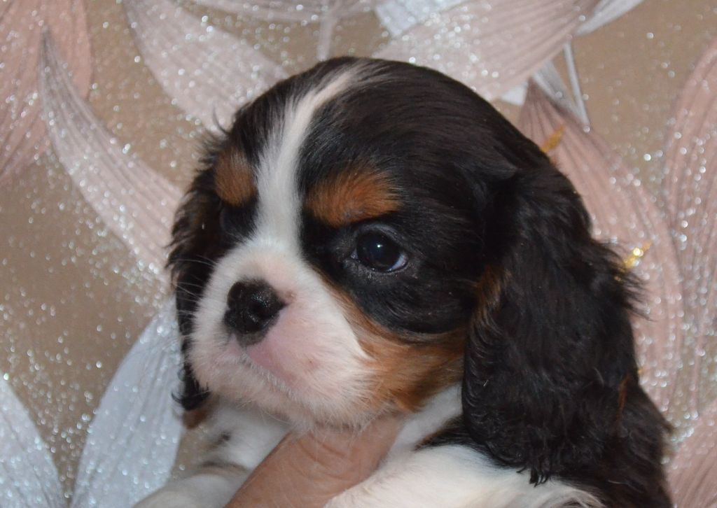 de la Vallée d'Alina - Chiots disponibles - Cavalier King Charles Spaniel