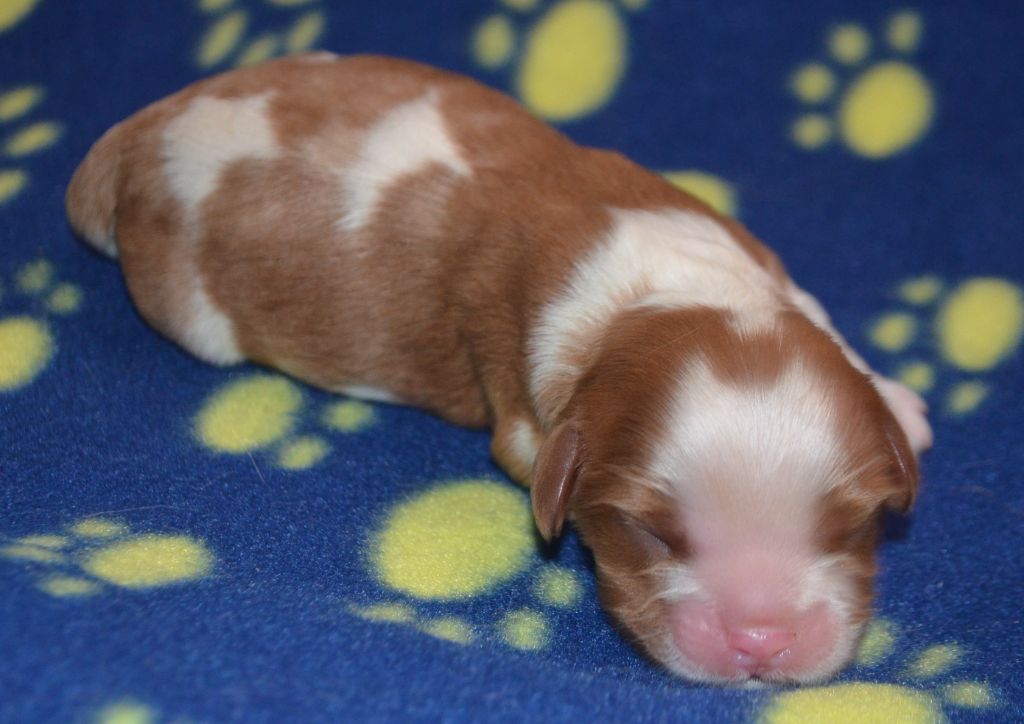 de la Vallée d'Alina - Chiots disponibles - Cavalier King Charles Spaniel