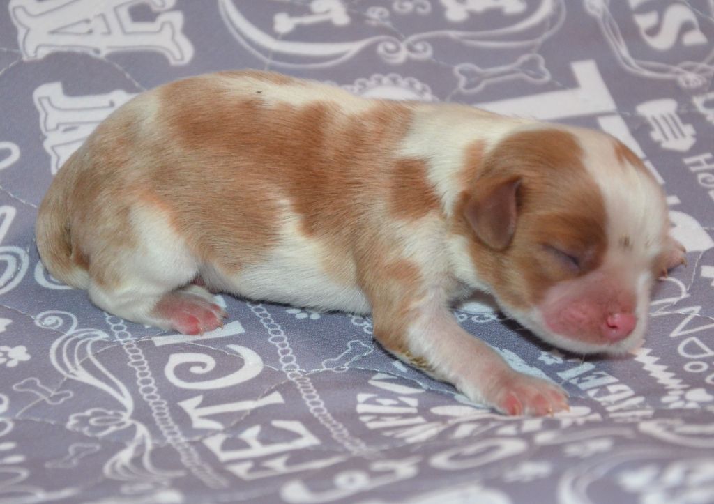 de la Vallée d'Alina - Chiots disponibles - Cavalier King Charles Spaniel