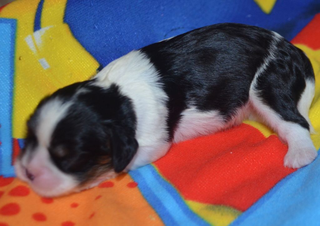de la Vallée d'Alina - Chiots disponibles - Cavalier King Charles Spaniel