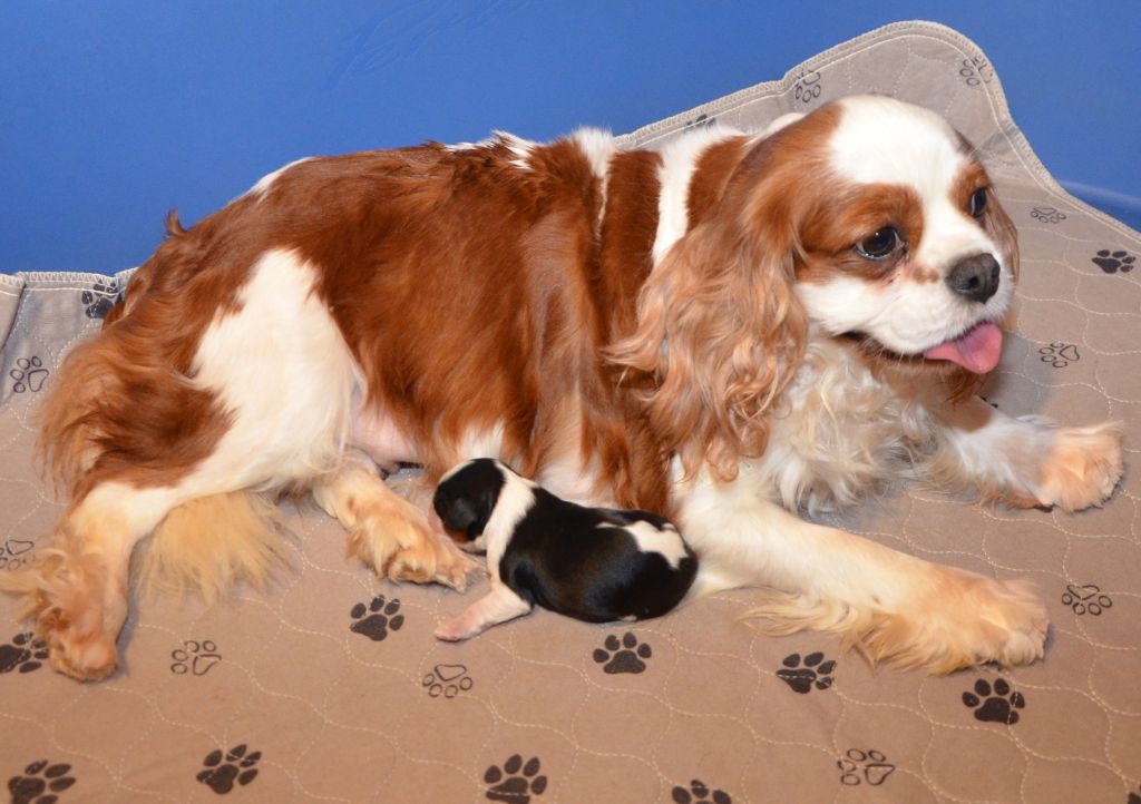 de la Vallée d'Alina - Cavalier King Charles Spaniel - Portée née le 25/01/2024