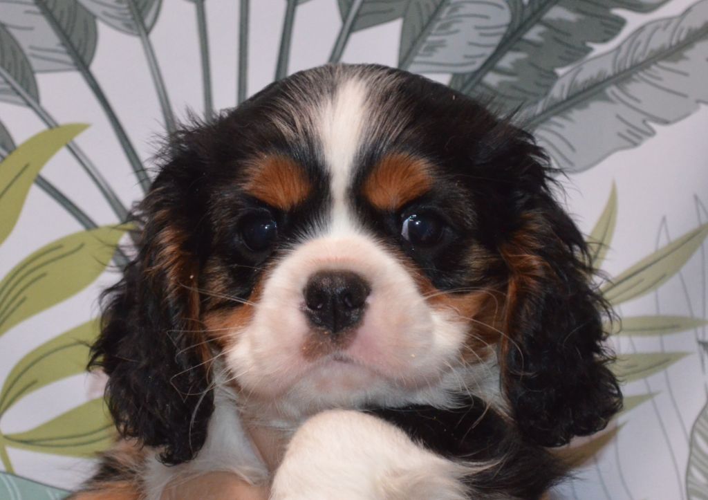 de la Vallée d'Alina - Chiots disponibles - Cavalier King Charles Spaniel