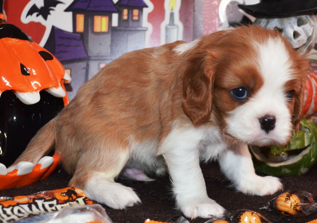 de la Vallée d'Alina - Chiots disponibles - Cavalier King Charles Spaniel