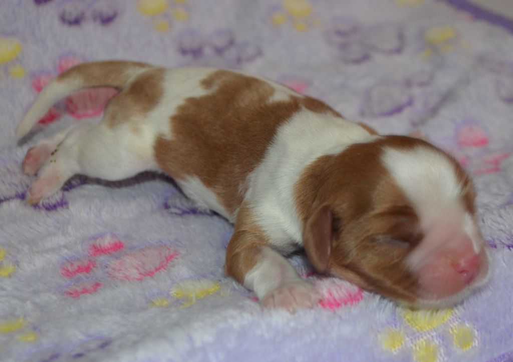 de la Vallée d'Alina - Chiots disponibles - Cavalier King Charles Spaniel