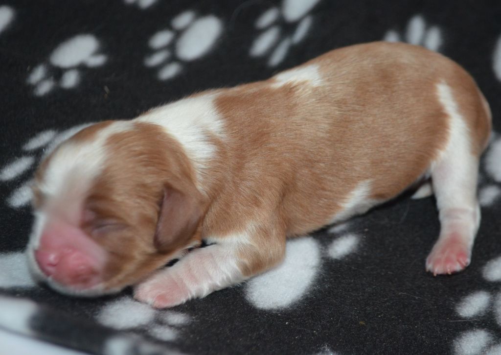 de la Vallée d'Alina - Chiots disponibles - Cavalier King Charles Spaniel