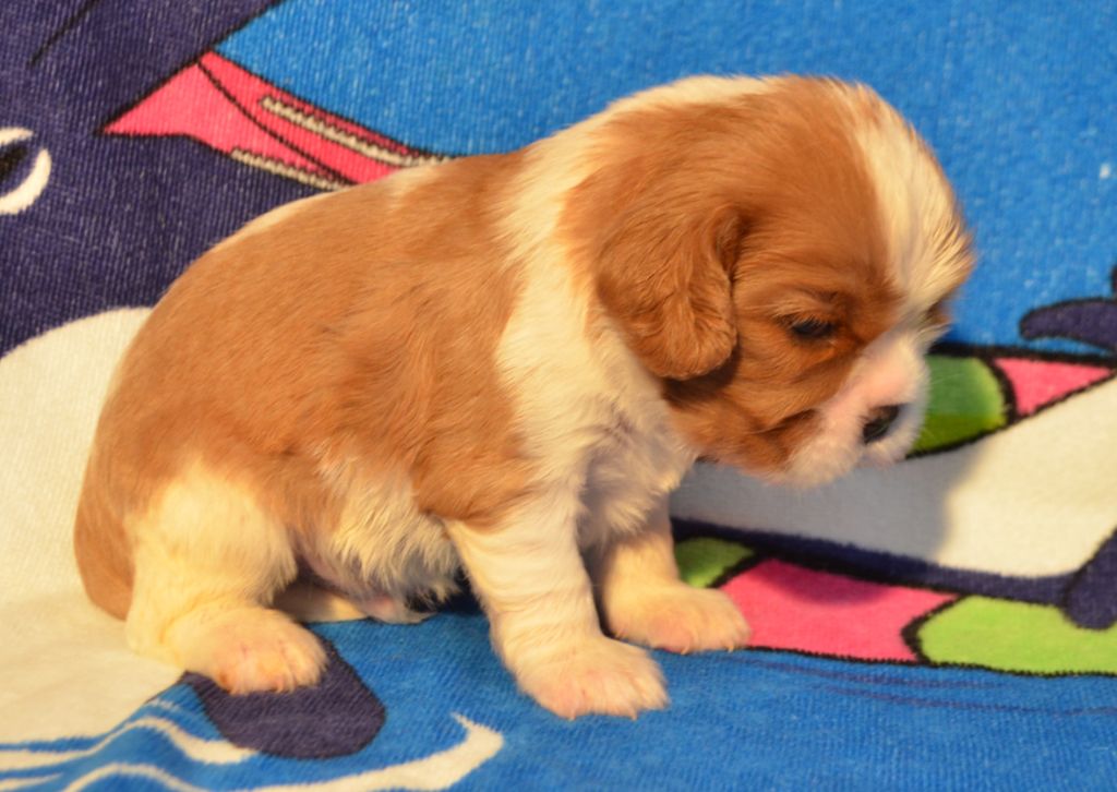 de la Vallée d'Alina - Chiots disponibles - Cavalier King Charles Spaniel