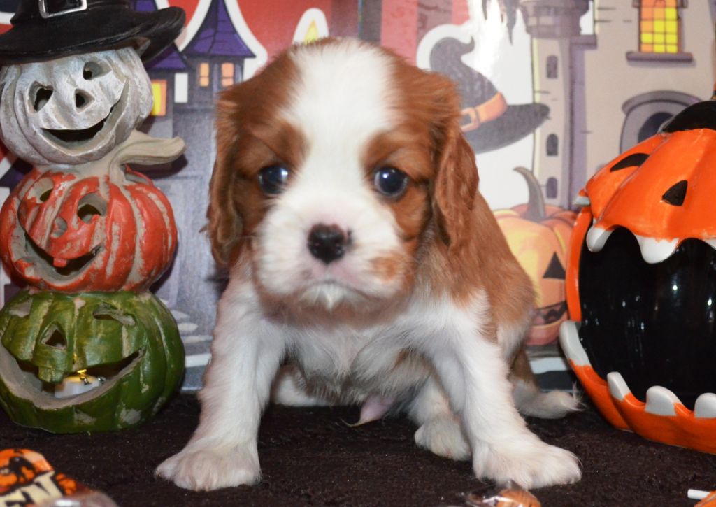 de la Vallée d'Alina - Chiots disponibles - Cavalier King Charles Spaniel