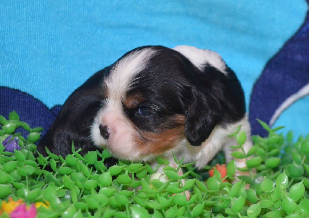 de la Vallée d'Alina - Chiots disponibles - Cavalier King Charles Spaniel