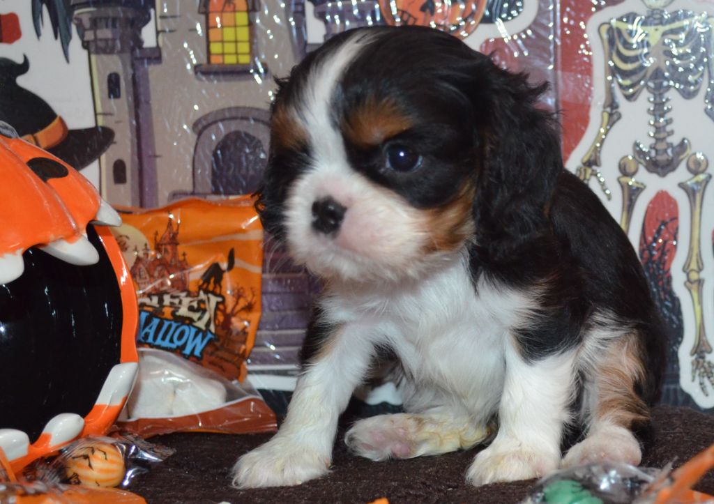 de la Vallée d'Alina - Chiots disponibles - Cavalier King Charles Spaniel