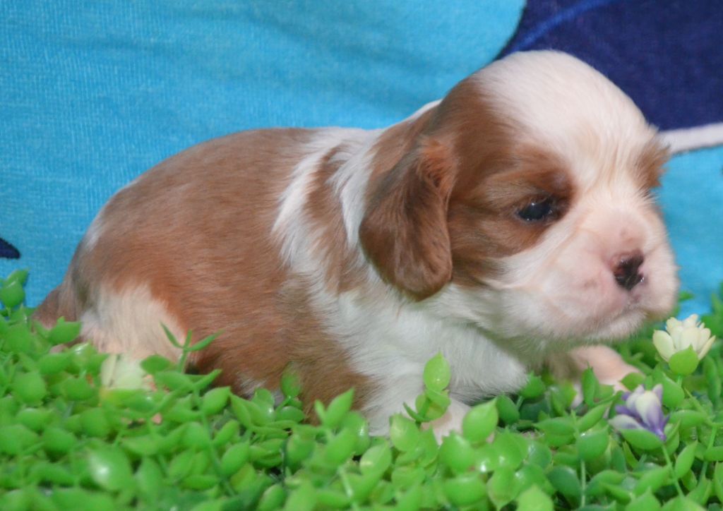 de la Vallée d'Alina - Chiots disponibles - Cavalier King Charles Spaniel