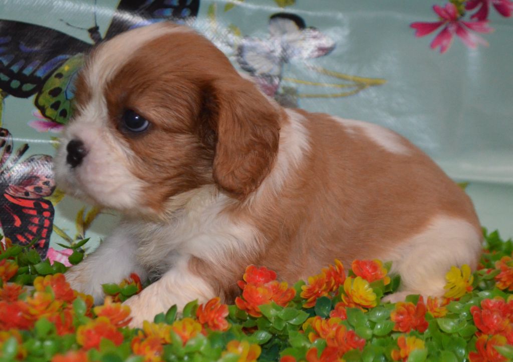 de la Vallée d'Alina - Chiots disponibles - Cavalier King Charles Spaniel