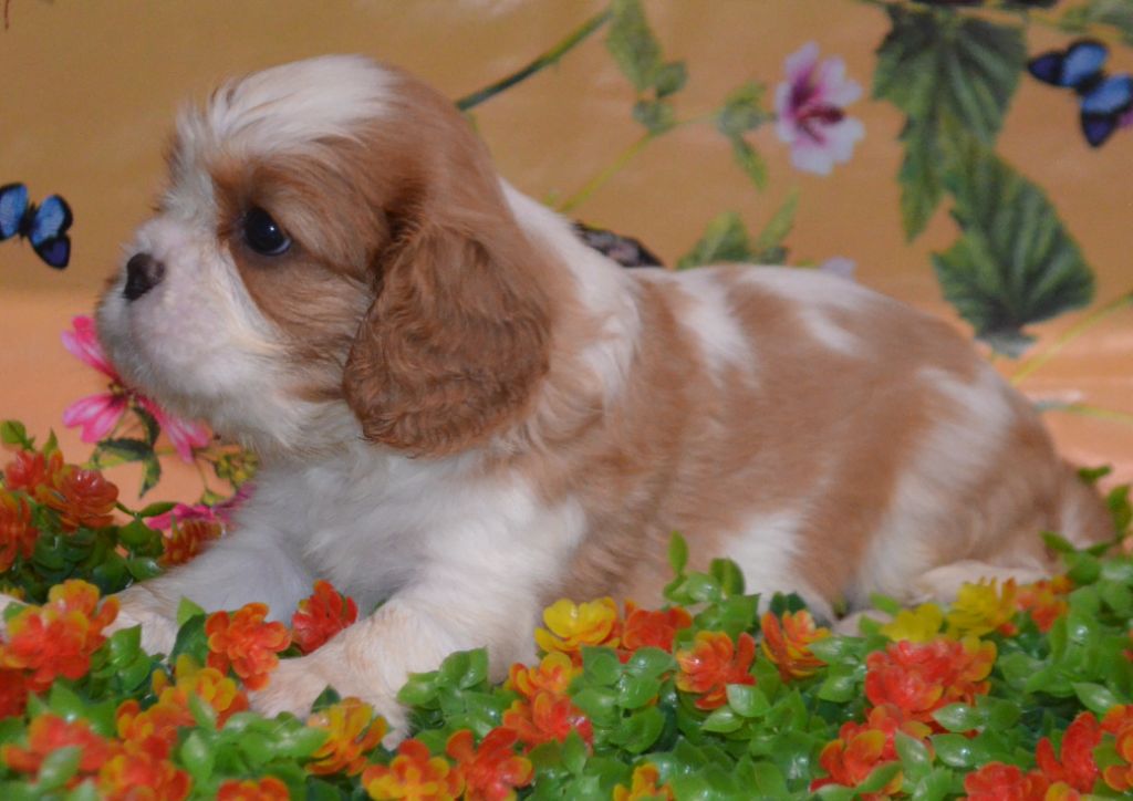 de la Vallée d'Alina - Chiots disponibles - Cavalier King Charles Spaniel