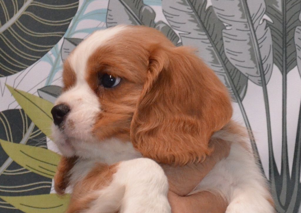de la Vallée d'Alina - Chiots disponibles - Cavalier King Charles Spaniel