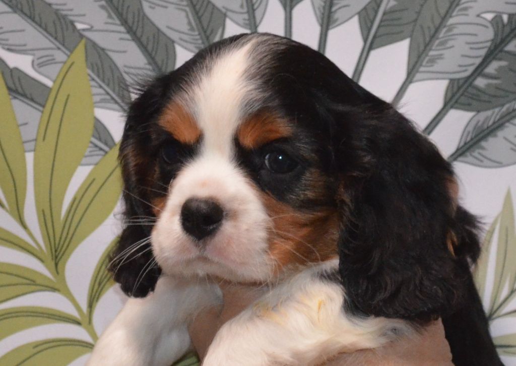 de la Vallée d'Alina - Chiots disponibles - Cavalier King Charles Spaniel
